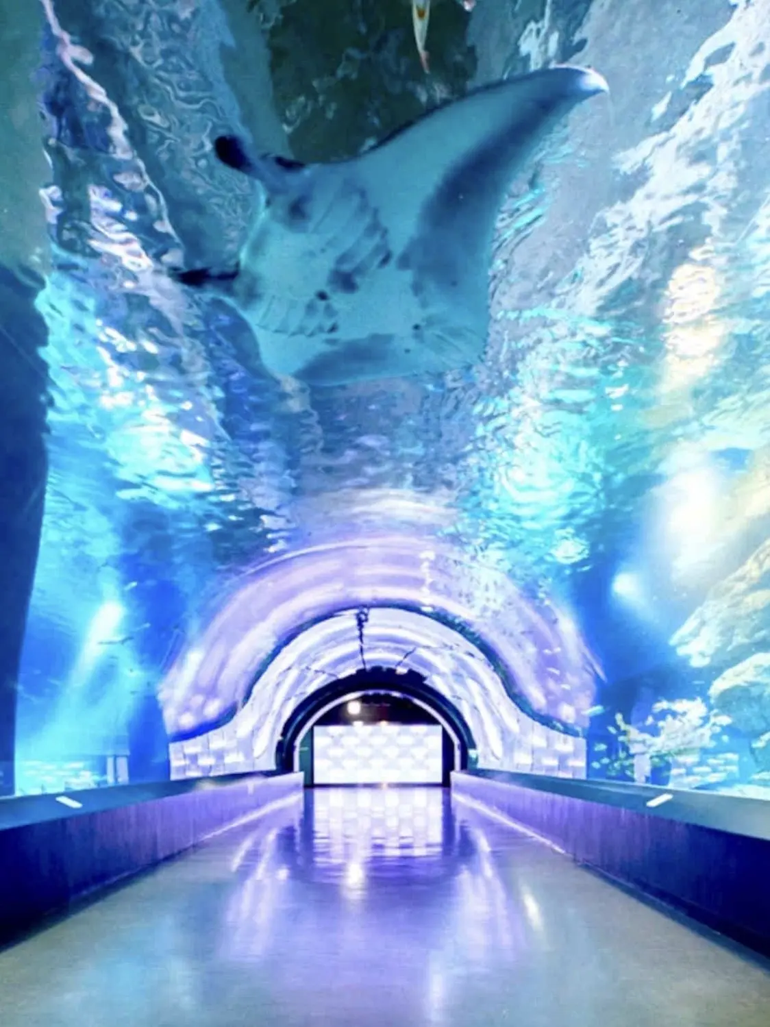 LightRifle6224의 リツコと水族館デート！？