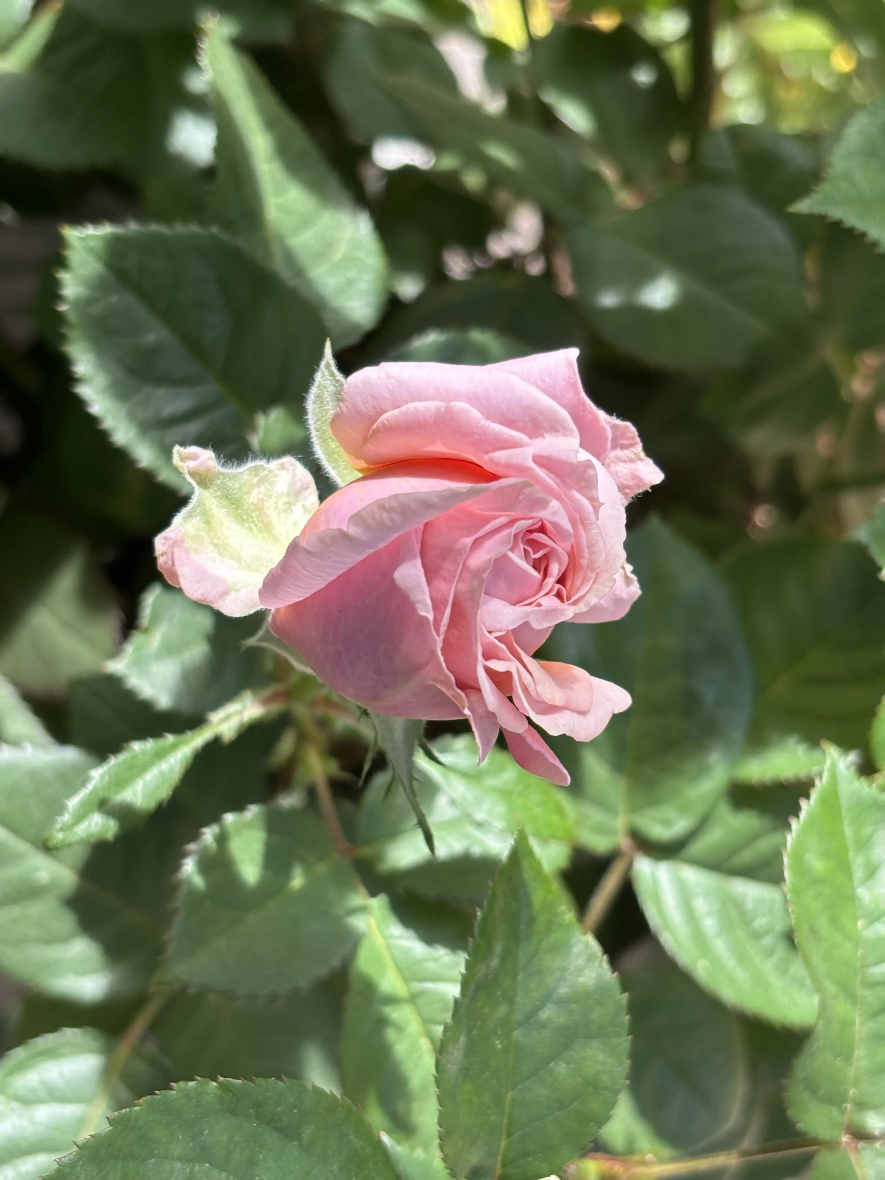 SolemnBloom8125의 Senpai, I've Always Loved You