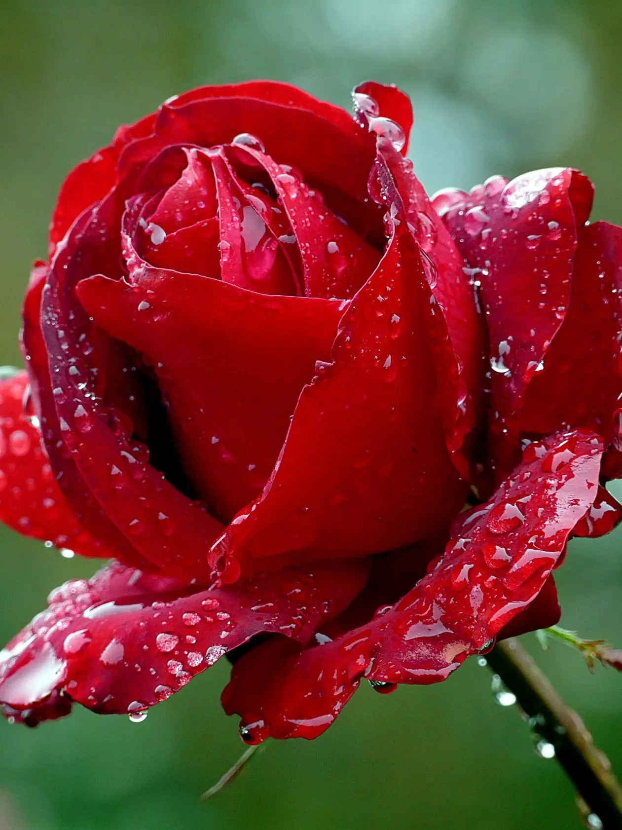 lroo_00의 세계의 아이돌의 덕질 취미