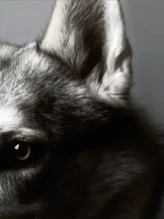 trxnspxrency의 𝐓𝐡𝐞 𝐒𝐚𝐥𝐭-𝐖𝐨𝐥𝐟 𝐑𝐞𝐦𝐞𝐦𝐛𝐞𝐫𝐬