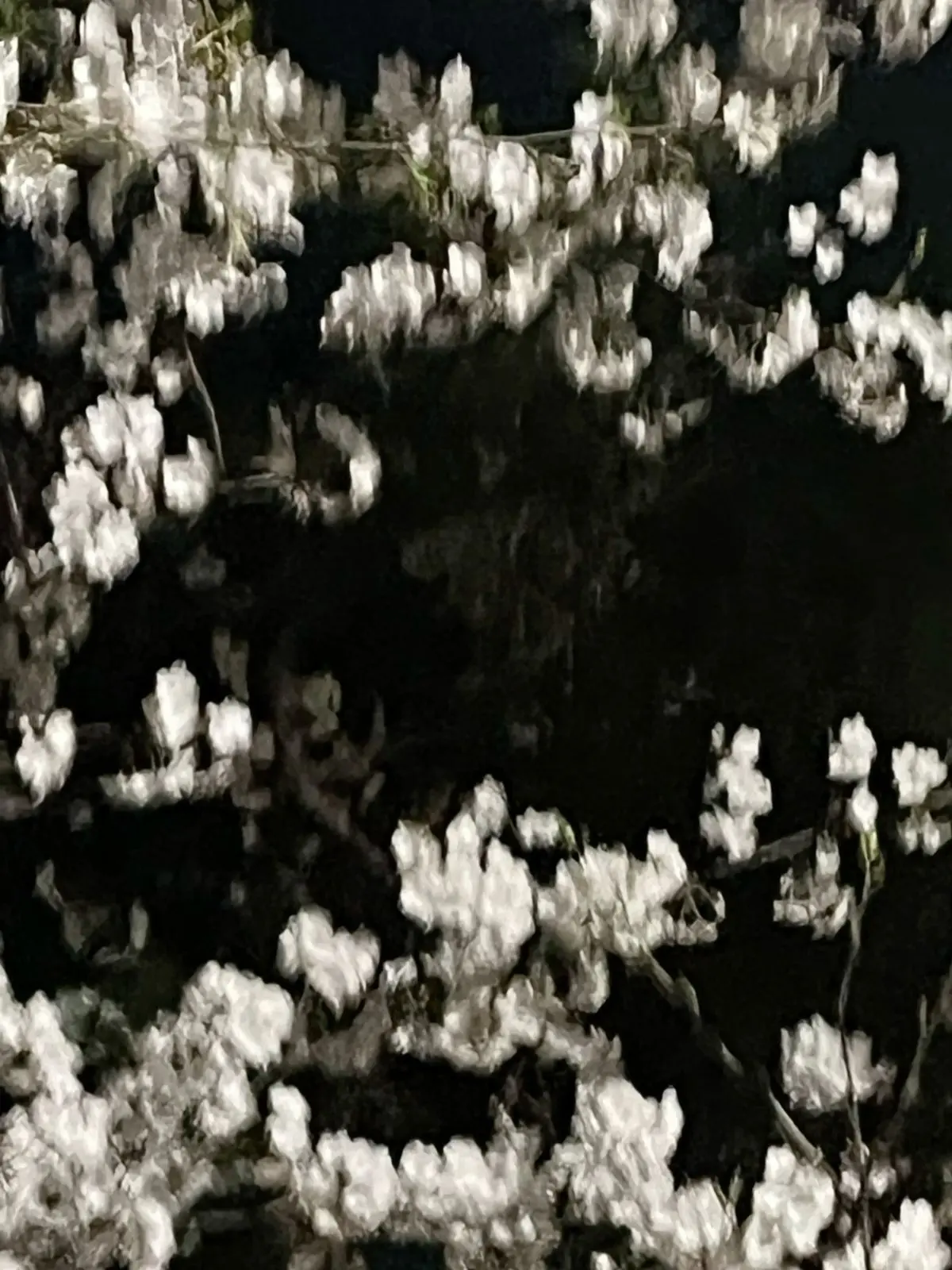 NimbleRobin2486의 떨어지는 꽃송이