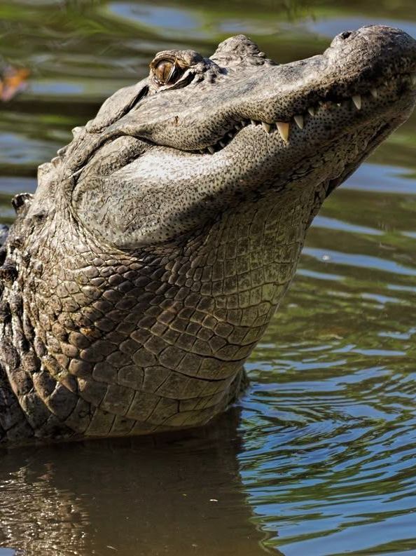 Crocodile🐊 대표 이미지