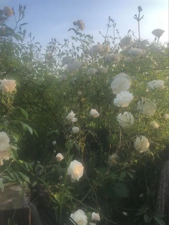 21_102_0의 甘々夫婦は大変