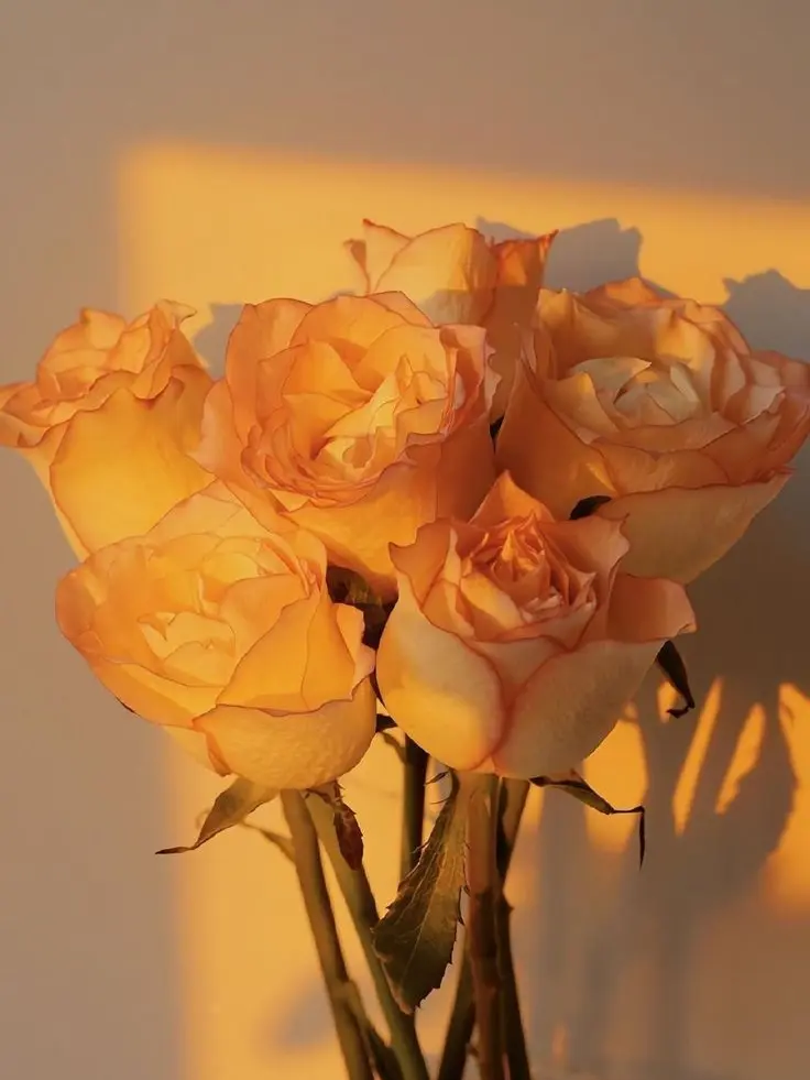 SuppleReel8343의 나랑 계약하자고오– !!!!