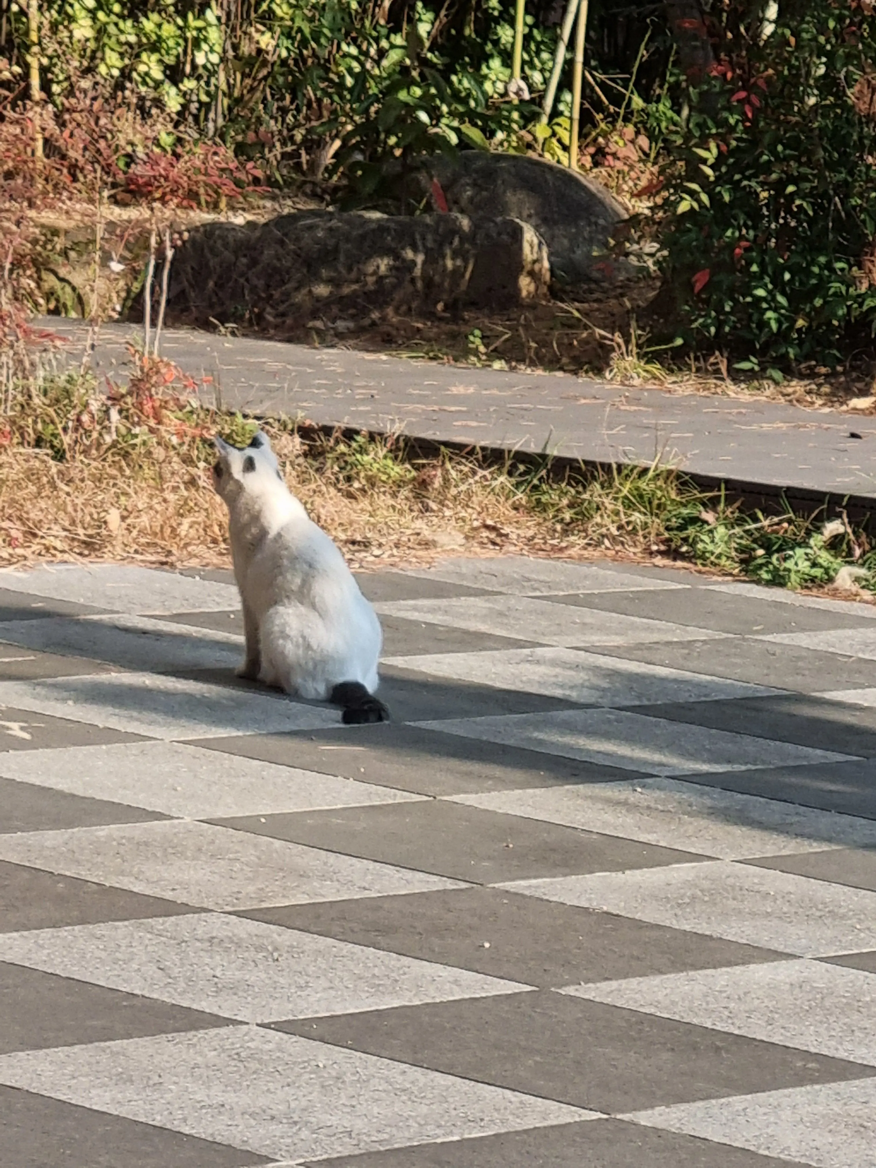 ArdentSnake6855의 리레볼루션 마법학교