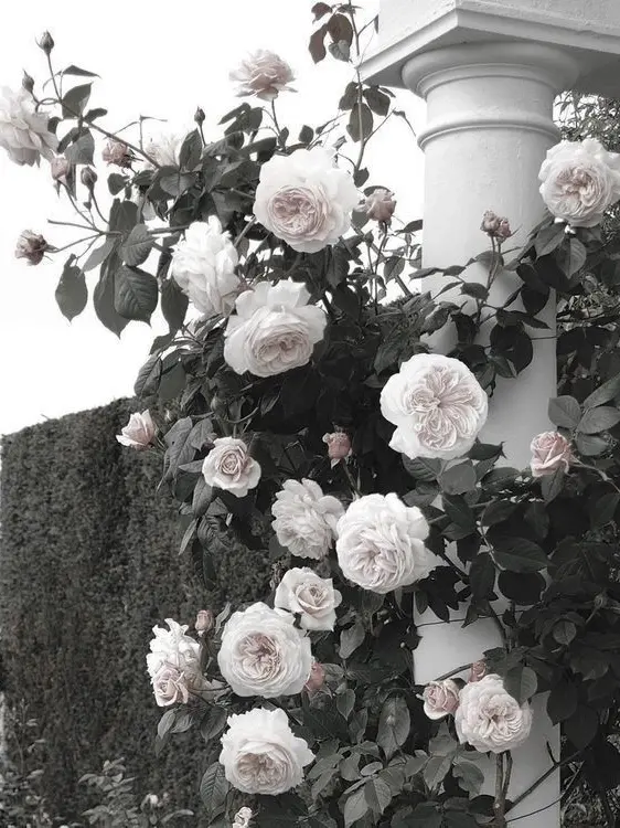 le2222ho의 ご令嬢とご令息❤︎‪︎