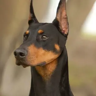 nero1226의 루카