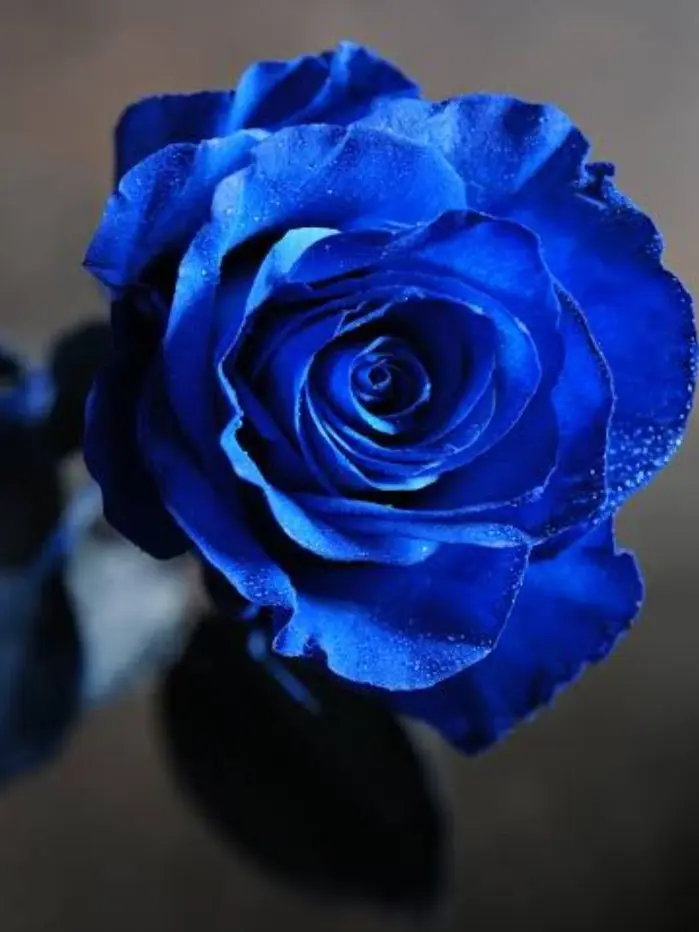 ihuuirerisu218의 『君の笑った顔が好き。』