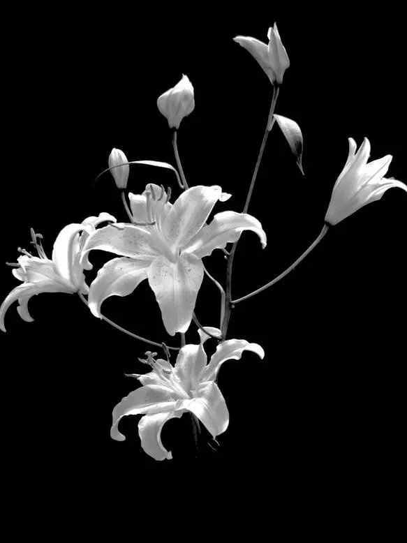 loraboso0517의 당신이 꿈꿔왔던 모든것들