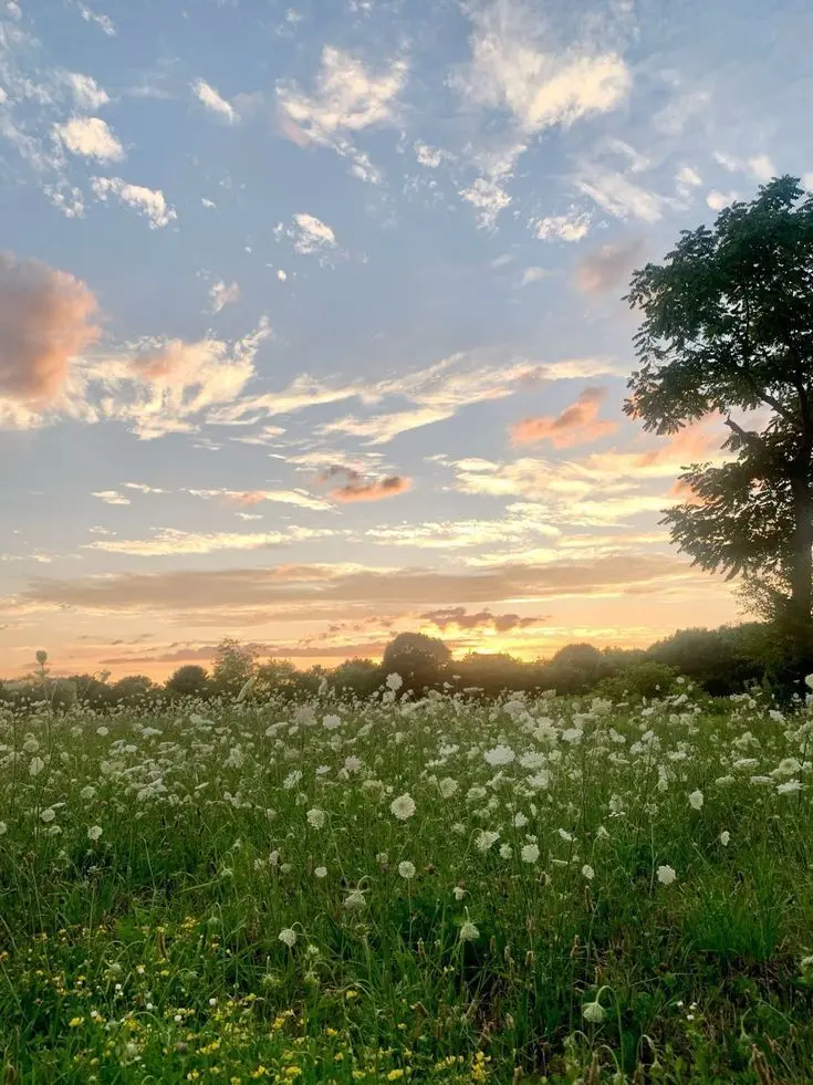 Clean_water의 정령 미겜즈