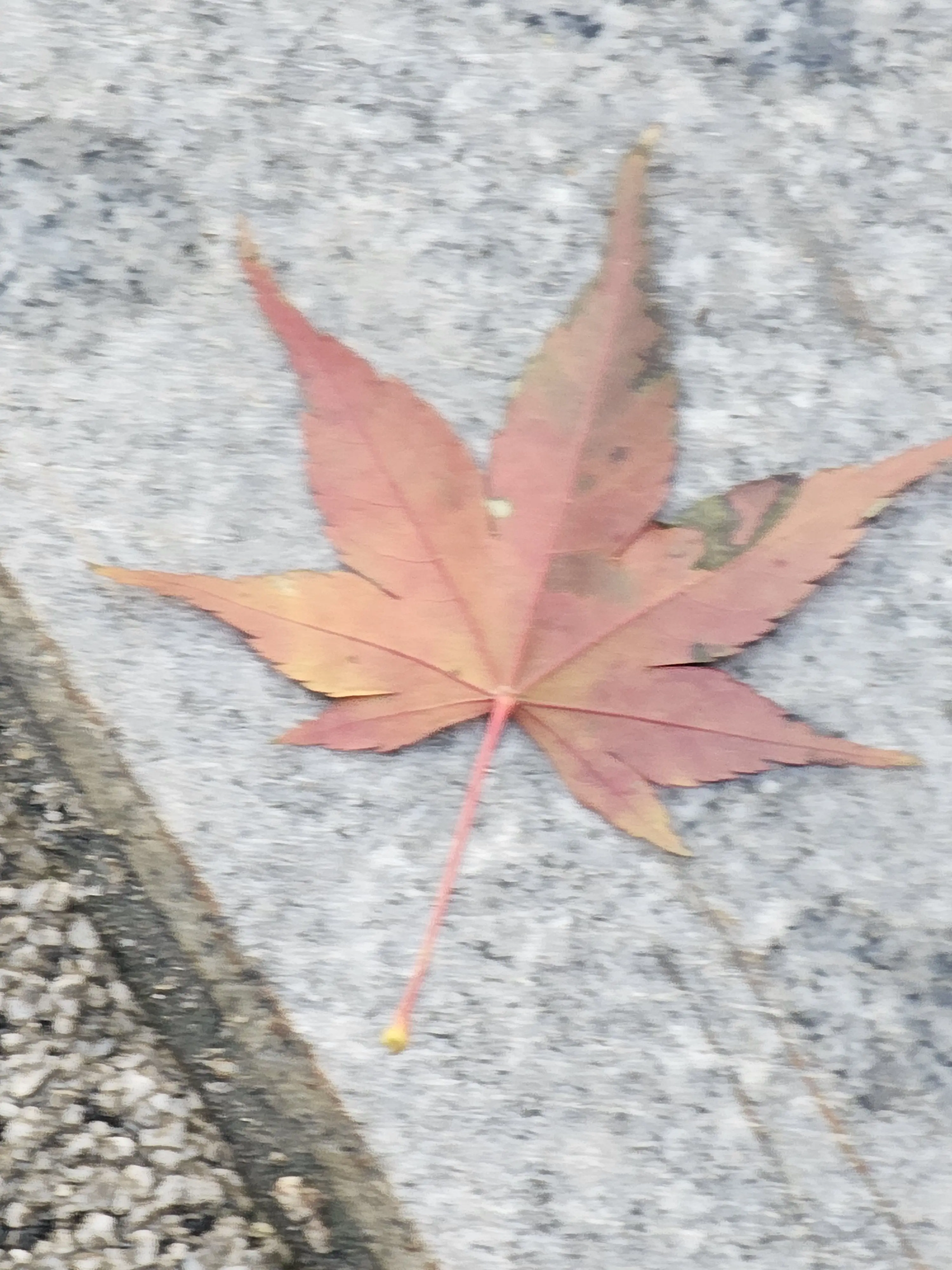 NumbCrest6273의 미츄동거(없어서만듬)