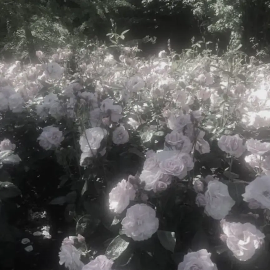 StarkPlant2951의 윽...들켰네