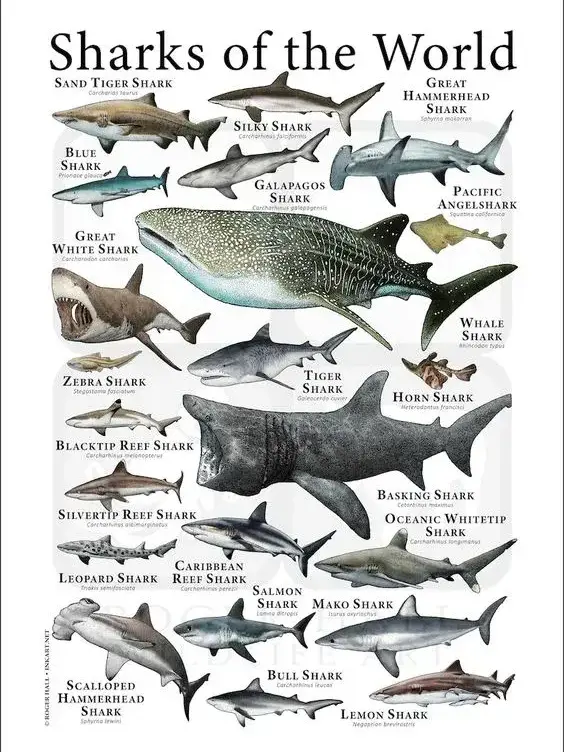 DaftlyPhoto7365의 상어들