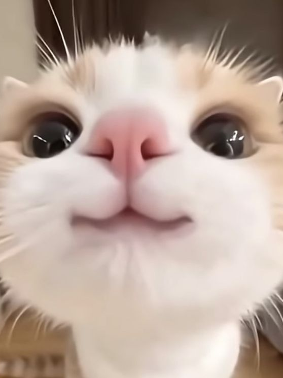 카미야 배구부의 내가 신입?! 대표 이미지