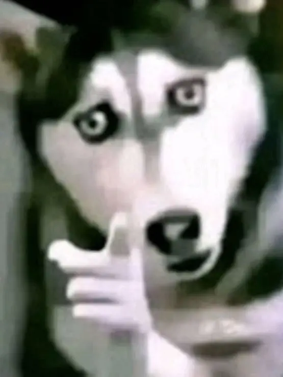 pomu251의 実験体のお世話