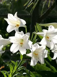 opera_love의 카사블랑카