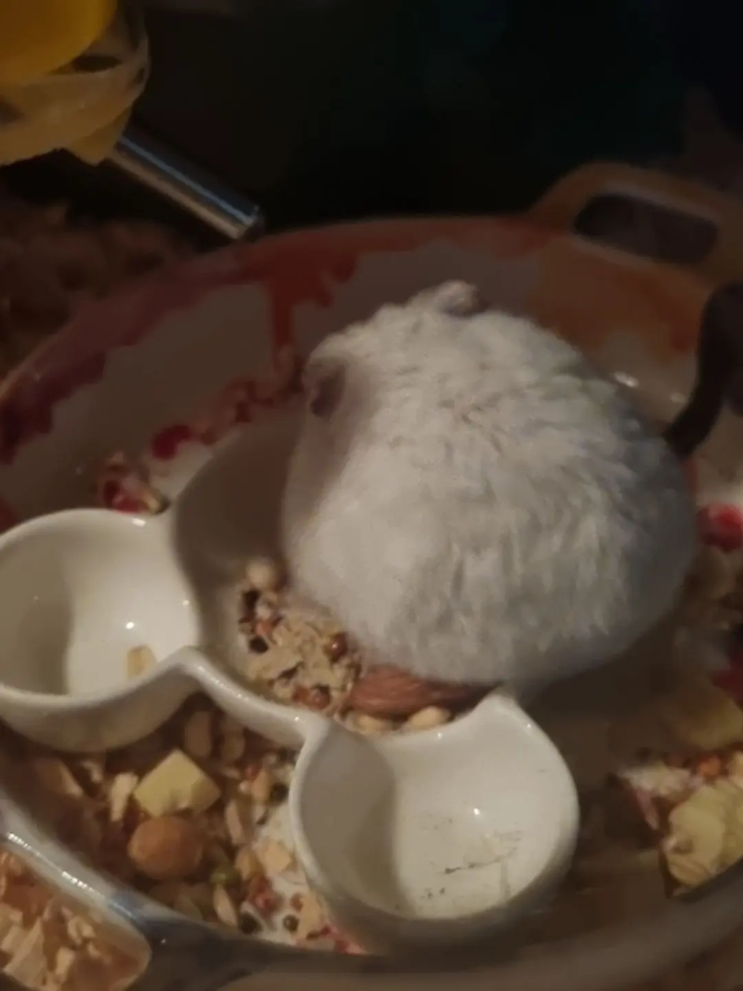 CurvyRobin0320의 고고프렌즈 수인학교