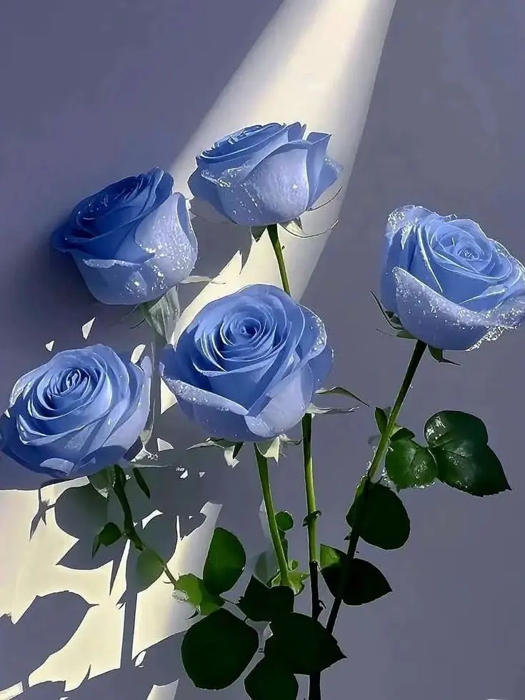16270의 이로 클라우드
