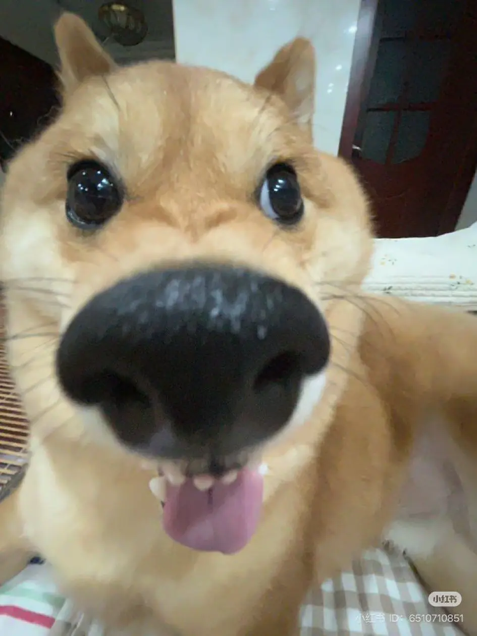 Fdcbjbbnkk의 자캐