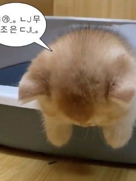 일진 오비스트 대표 이미지