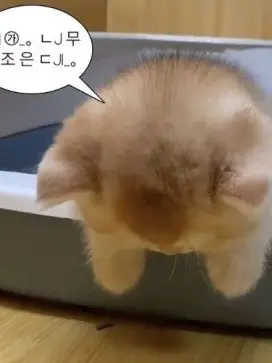 StuffyBin0354의 일진 오비스트