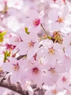 BENKYOUCANCEL의 彼 氏 が 監 禁 し て き た 、