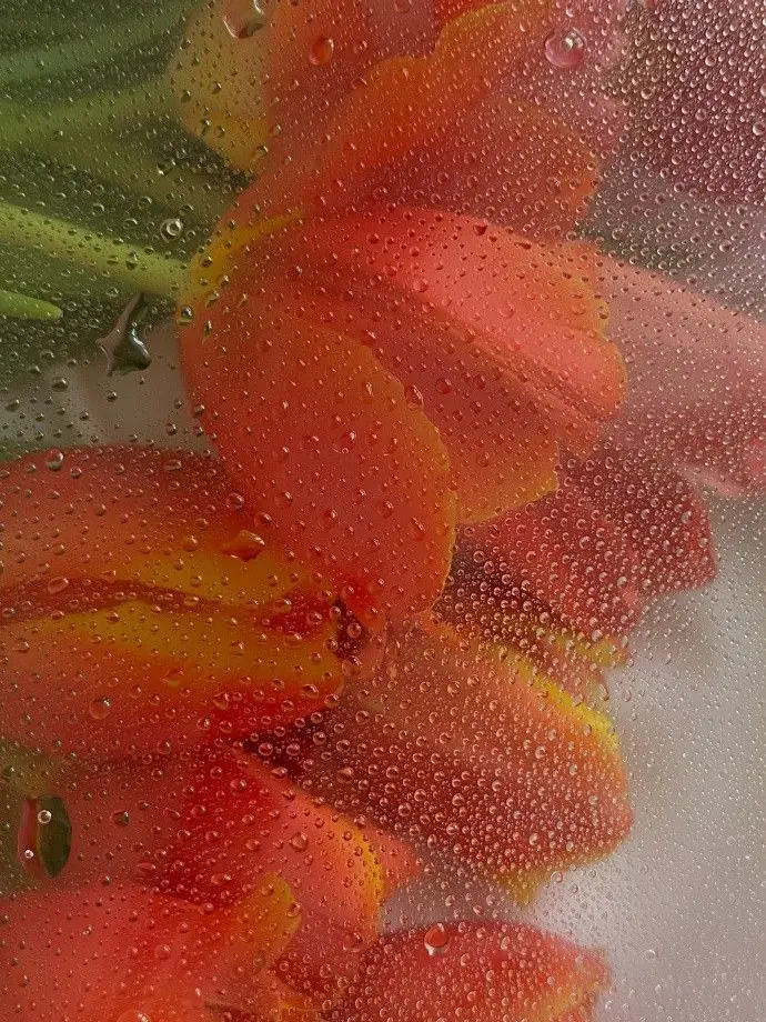 dpxnp의 꼭두각시 황녀의 복수극