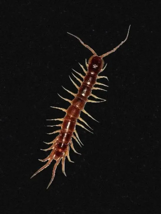 breathing의 거대한 지네님