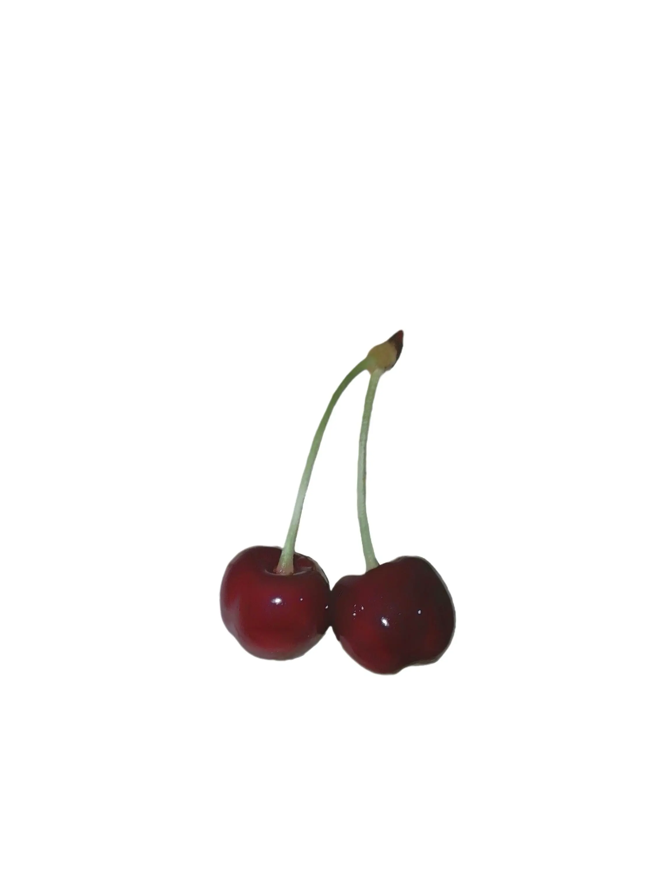 apricotWild의 静かに