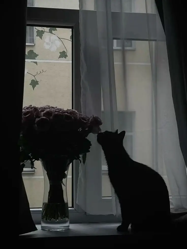 StaleSheaf4434의 Better as a Cat?