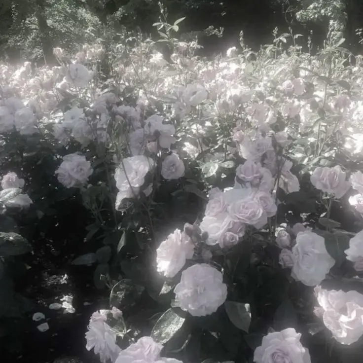 lea._.0214의 변태? 아니.. 우리 늦잠이는 순애야