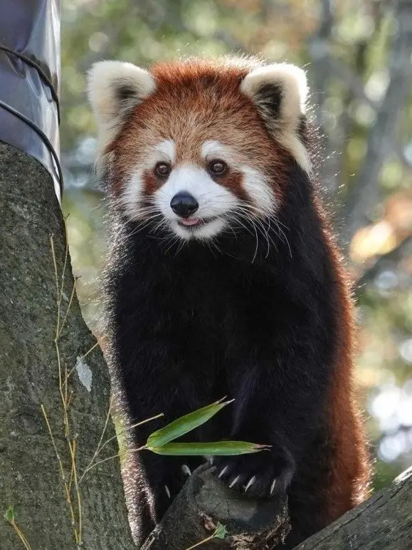 ice_redpanda.love의 아이스 대학교