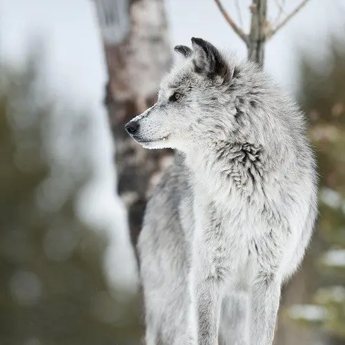 OrnateFlax5832의 Canis lupus