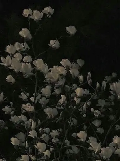 Yume_de_kiss.me의 좀비를 보신 적 있나요?