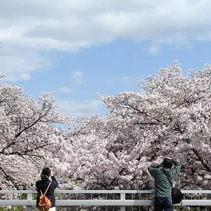 VioletStem9414의 이세돌 (누나들)