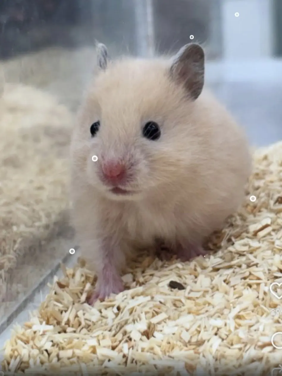 chunja_19192의 🌈뜰팁고등학교🏫+여우,늑대