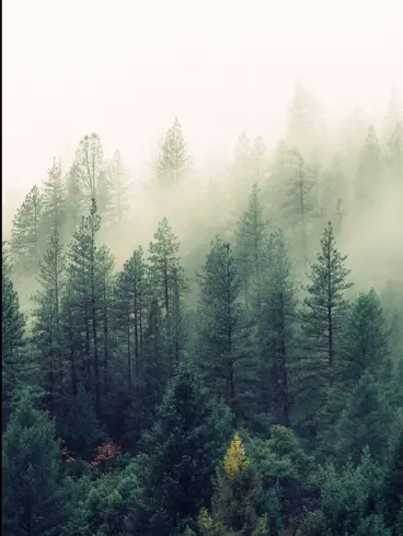 NatBrat의 Forever Family