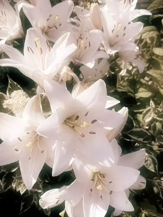 uni.t_sol_1007._.의 백유화