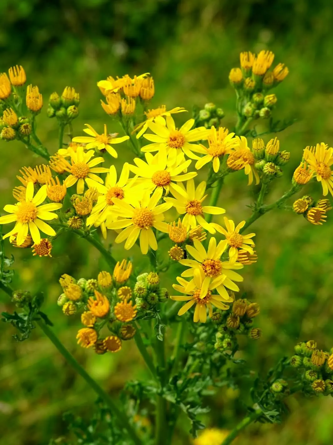 CleanMule0855의 保護者やない!!