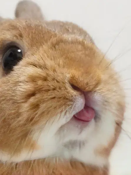 Bunnylover의 토끼 키워라.