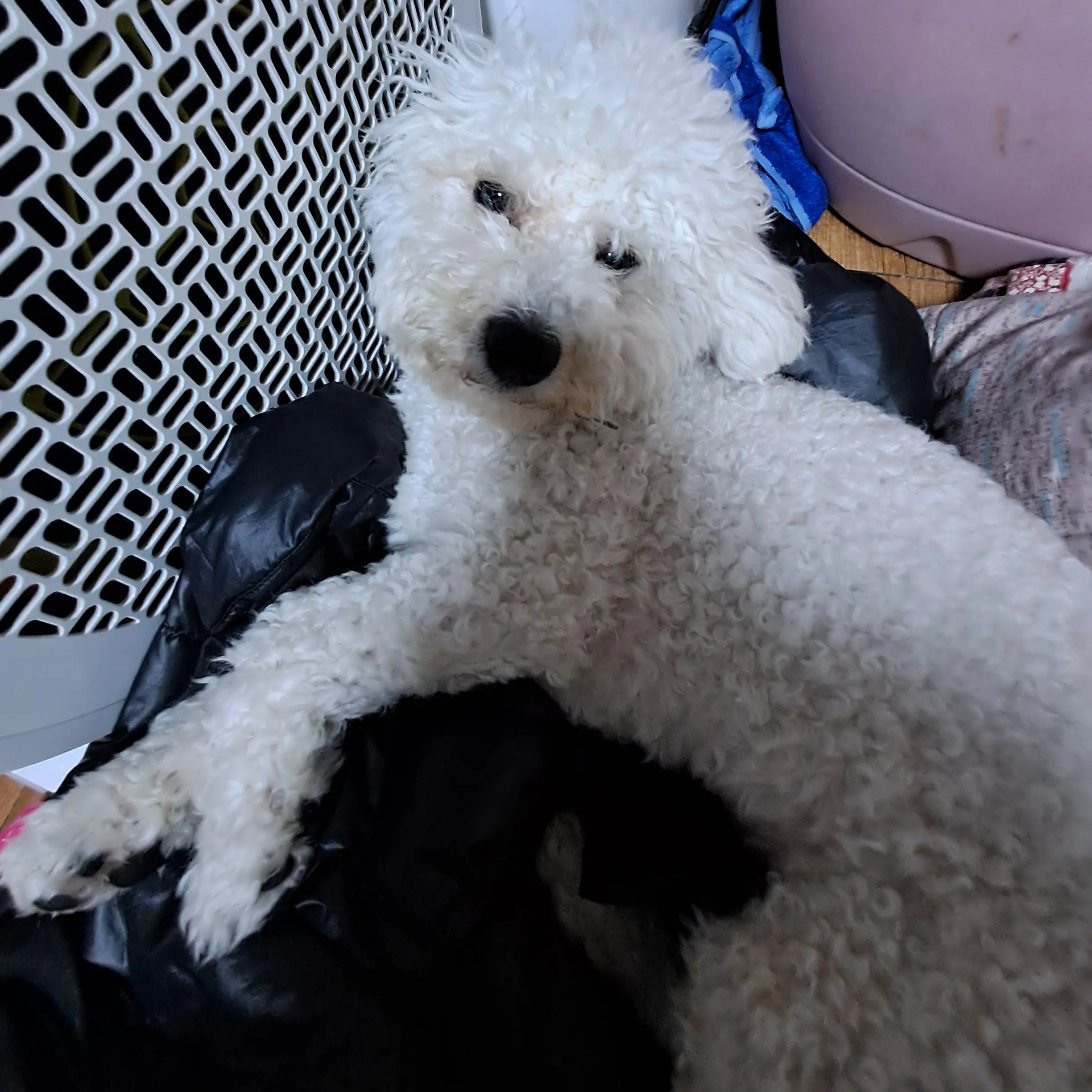 CloudyPuli9140의 귀여운 망고!🥭