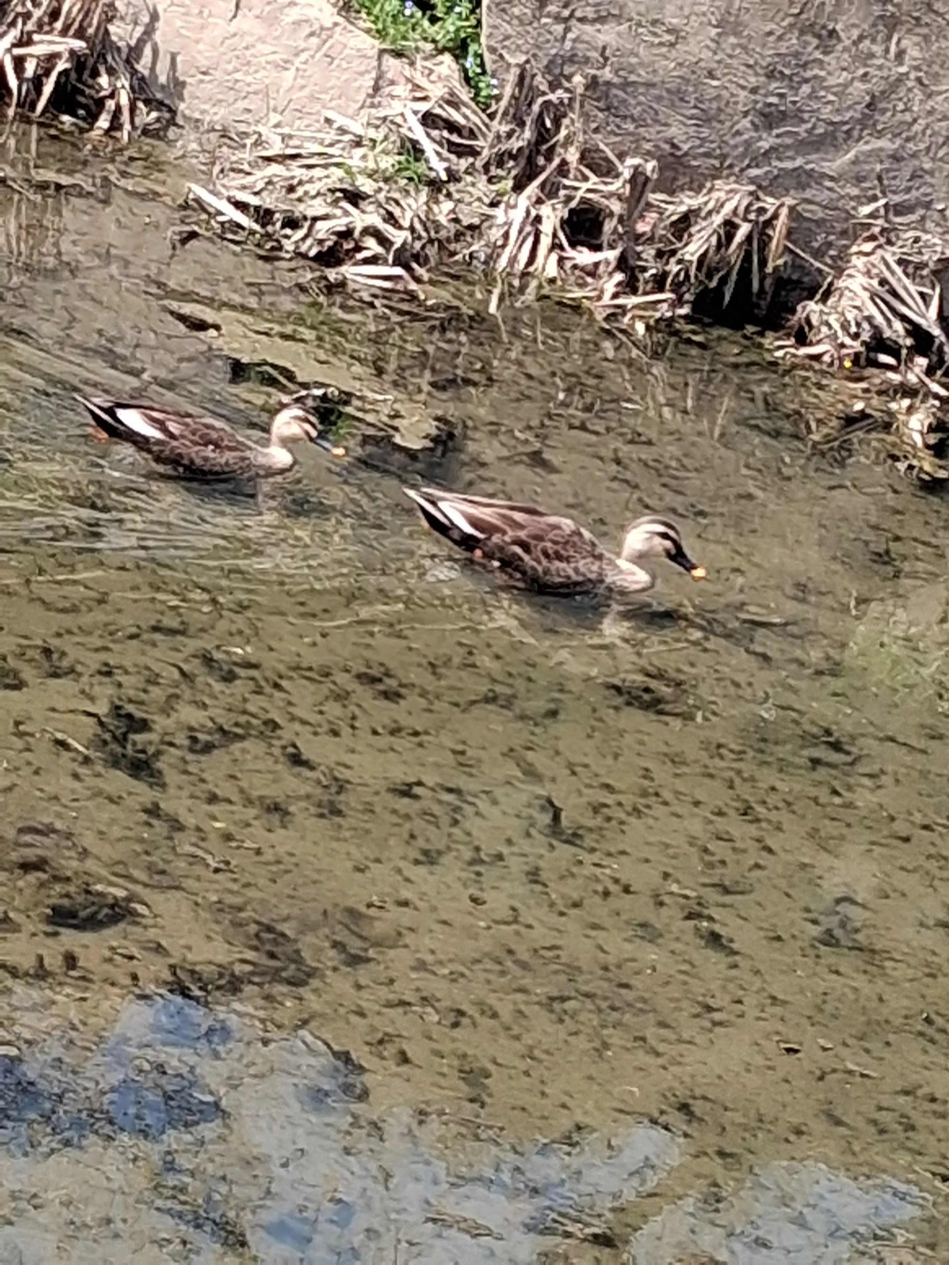 VAVAI410의 팀나빠+고고프렌즈(여우있음) 수학여행