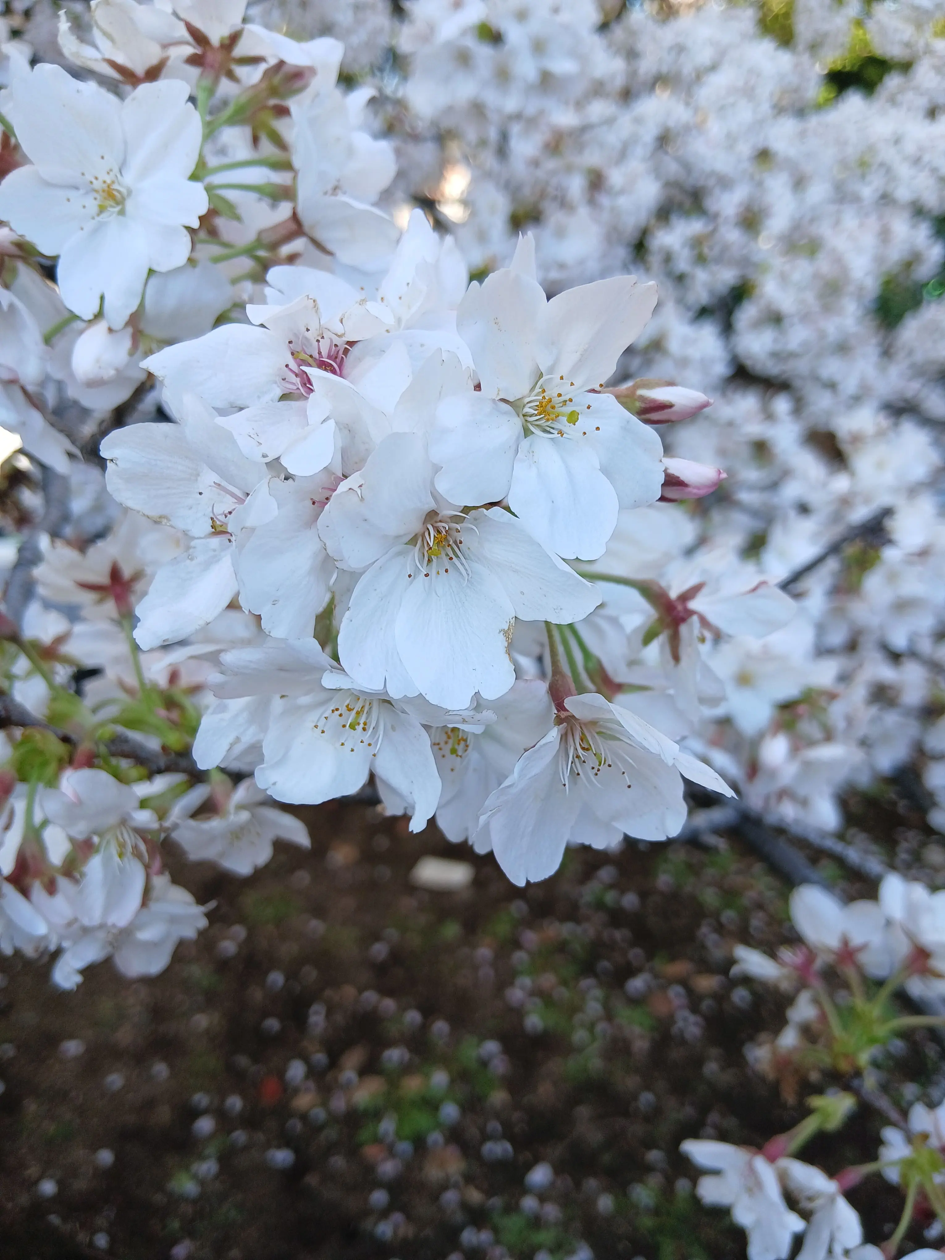 RoomyCrane0455의 ユーザー:あなた達の姿をまた見たい……