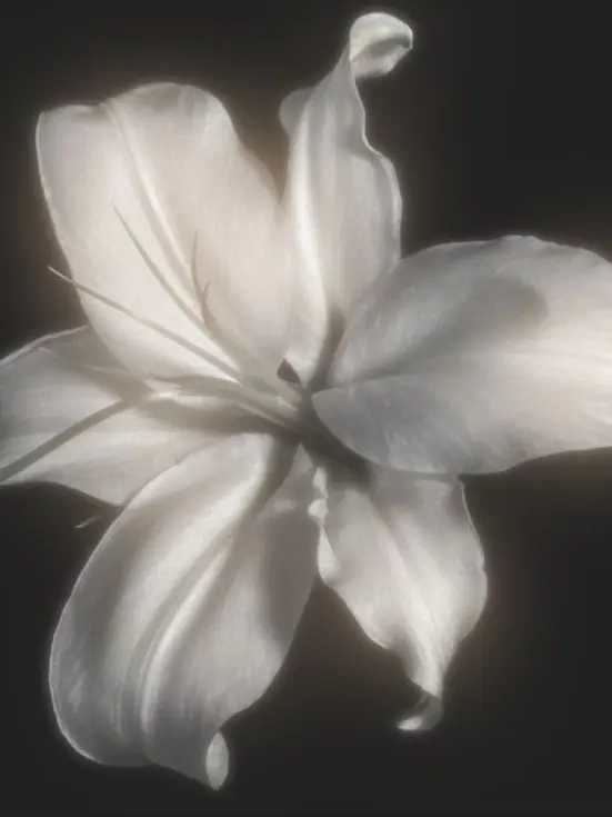 blankpage의 ❀
