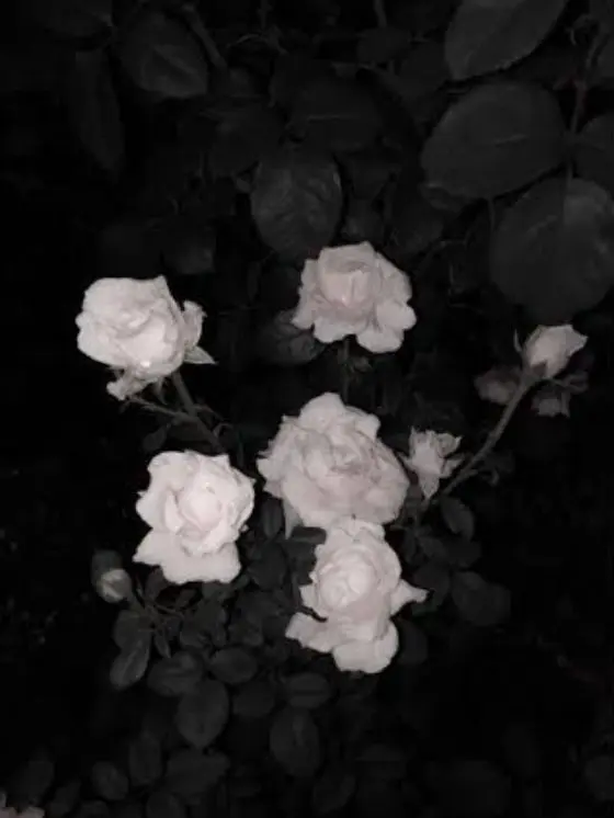 2ru_7의 6 人 の 人 外  ｻﾝ