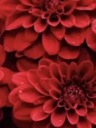 EasyTire0715의 はつじょー獣人ねこちゃとlr