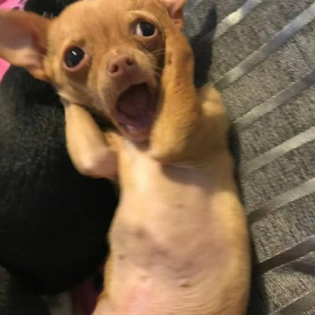 FancyActor3424의 개꼬시기 어려움요