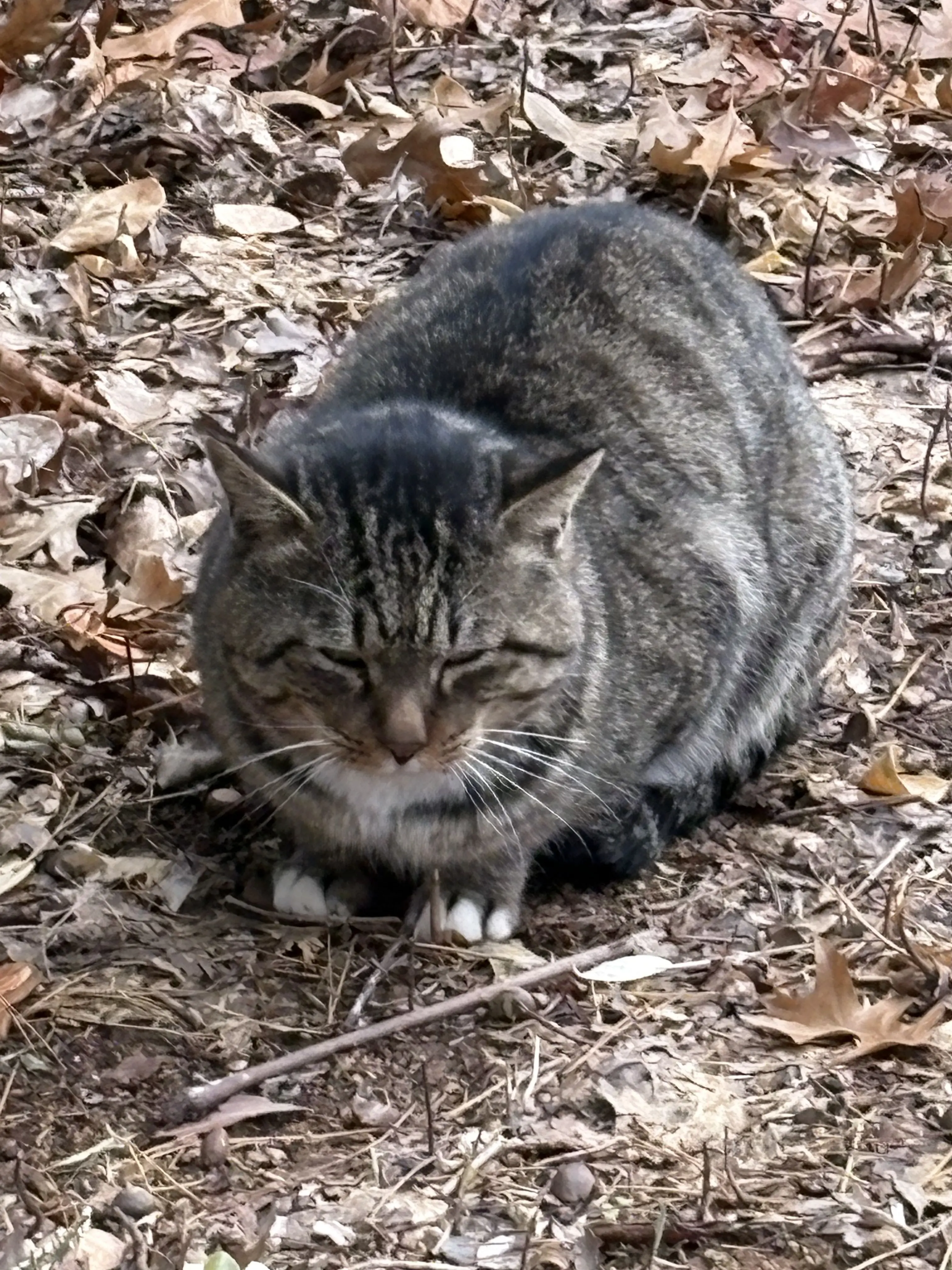 Yeni1006의 리레볼루션