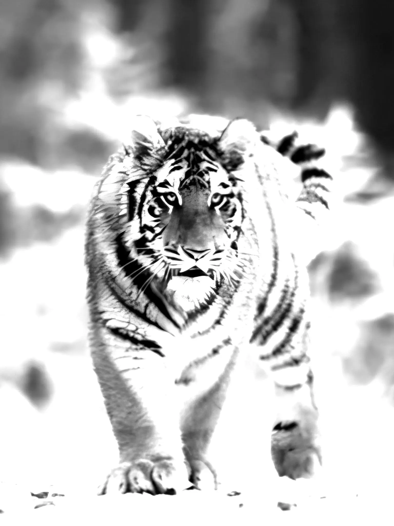 My_Dream_is_Accident의 Wait, I Thought You Were a Big Cat!