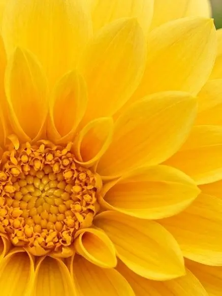 KOKO7000의 隣の吉田さんの秘密🤫💛